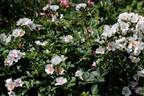 September Stars rose photo