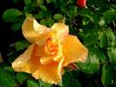 Téquila ® rose photo