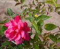 Madame Antoine Rébé rose photo