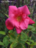 Madame Antoine Rébé rose photo