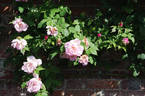 Climbing Lady Waterlow rose photo