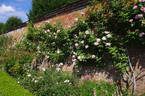 Climbing Lady Waterlow rose photo