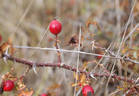 <i>Rosa turcica</i> Rouy synonym rose photo