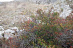<i>Rosa turcica</i> Rouy synonym rose photo