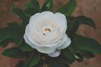 Mabel Morrison rose photo