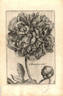 <i>P. faemina</i> Synonym peony photo
