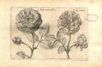 <i>Rosa centifolia batavica</i> rose photo