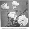 Baronne Piston de St. Cyr rose photo