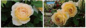 Child Apricot rose photo