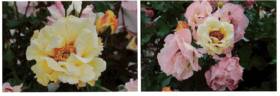 Fragrance Persica rose photo