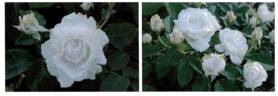 Creed rose photo