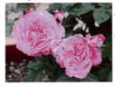 FKS-346 rose photo