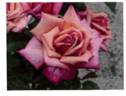 OMOC2703 rose photo