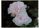 FKS-348 rose photo