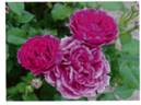 WS13-18 rose photo