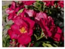 URLP05 rose photo