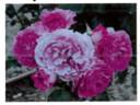 FKS-349 rose photo