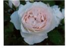 1-58 rose photo