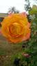 Shooting Star rose photo