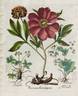 <i>P. mascula</i> peony photo