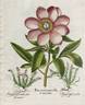 <i>P. mascula</i> subsp. <i>arietina</i> (Anders.) Cullen peony photo