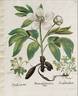 <i>P. mascula</i> subsp. <i>arietina</i> (Anders.) Cullen peony photo