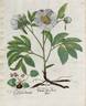 <i>P. mascula</i> peony photo