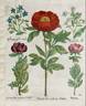<i>P. bysantina</i> DC, syn. peony photo