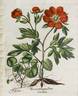 <i>P. peregrina</i> Miller peony photo
