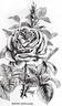 Madame Schwaller rose photo