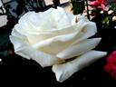 Cosmos rose photo