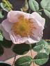 Christiane rose photo