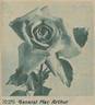 General MacArthur rose photo
