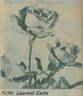 Laurent Carle rose photo