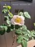 Christiane rose photo
