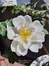 White After Rain rose photo