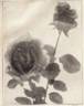 Rübezahl rose photo