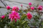 Dr. Rouges rose photo