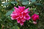 Dr. Rouges rose photo