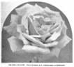 Gustav Grünerwald rose photo