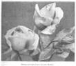 Madame Laurette Messimy rose photo