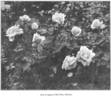 Madame Berkeley rose photo