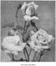 Hon. Edith Gifford rose photo