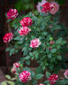 Gigi™ rose photo