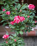 Gigi™ rose photo