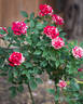 Gigi™ rose photo
