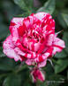 Gigi™ rose photo