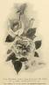 Queen Olga of Greece rose photo