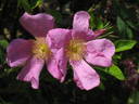 Calocarpa rose photo