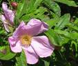 Calocarpa rose photo